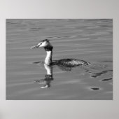 Great Crested Grebe-Poster Poster (Voorkant)