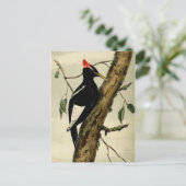  Great Crested Woodpecker Briefkaart (Staand voorkant)