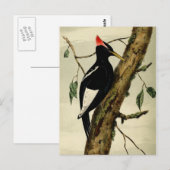  Great Crested Woodpecker Briefkaart (Voorkant / Achterkant)