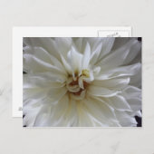 Great Dahlia 1 - opgeleide brainfart Briefkaart (Voorkant / Achterkant)