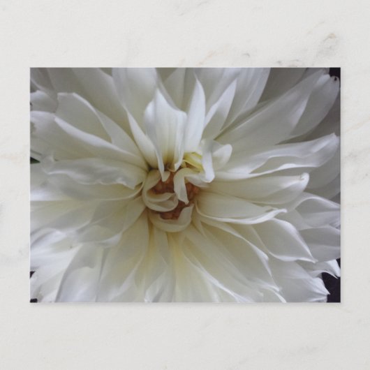 Great Dahlia 1 - opgeleide brainfart Briefkaart (Voorkant)