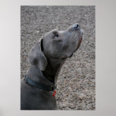 Great Dane Blue Poster (Voorkant)