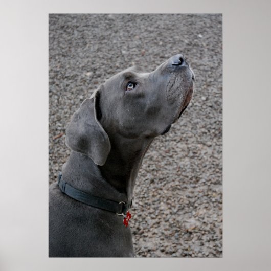 Great Dane Blue Poster (Voorkant)