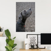 Great Dane Blue Poster (Thuiskantoor)