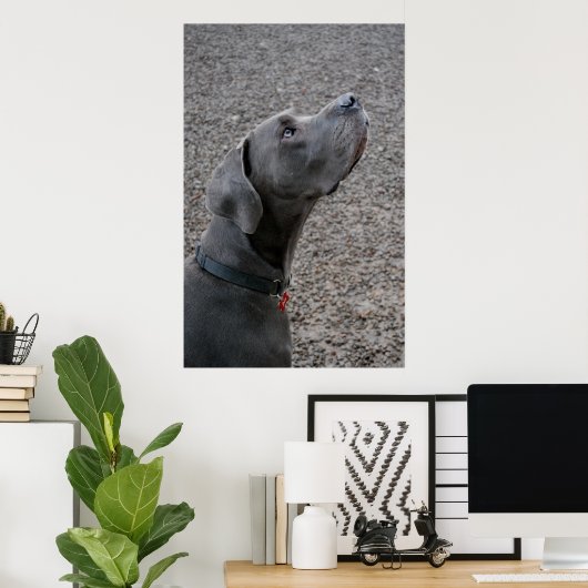 Great Dane Blue Poster (Thuiskantoor)