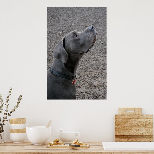 Great Dane Blue Poster (Keuken)