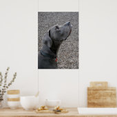 Great Dane Blue Poster (Keuken)