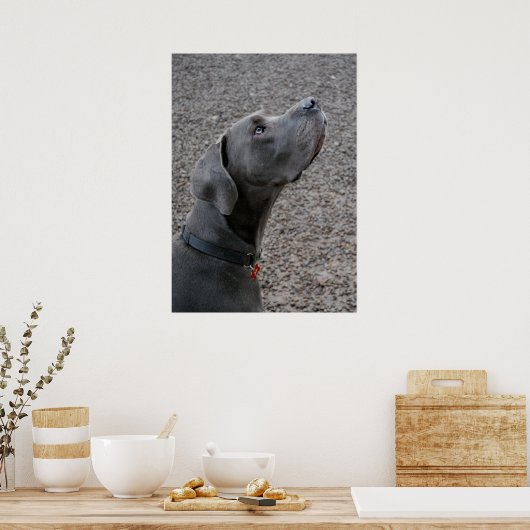 Great Dane Blue Poster (Keuken)