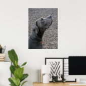 Great Dane Blue Poster (Thuiskantoor)