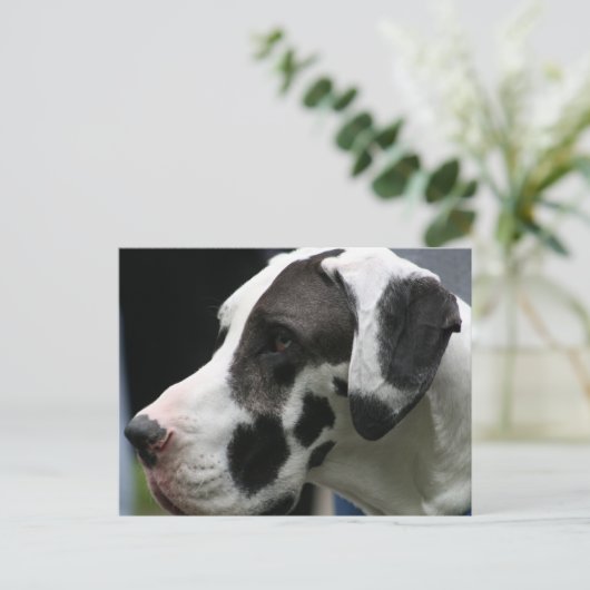 Great dane briefkaart (Staand voorkant)