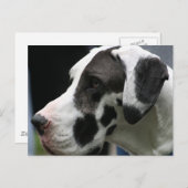 Great dane briefkaart (Voorkant / Achterkant)