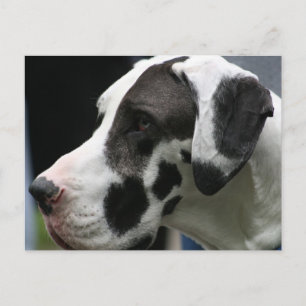 Great dane briefkaart
