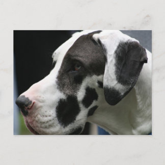 Great dane briefkaart