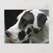 Great dane briefkaart (Voorkant)