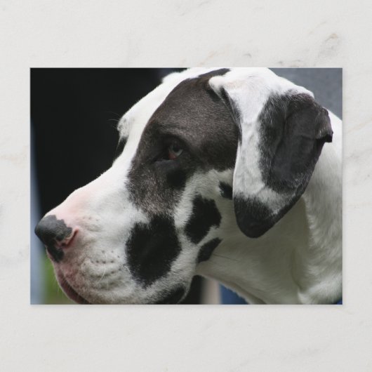 Great dane briefkaart (Voorkant)