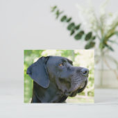 Great Dane Briefkaart (Staand voorkant)