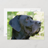 Great Dane Briefkaart (Voorkant / Achterkant)