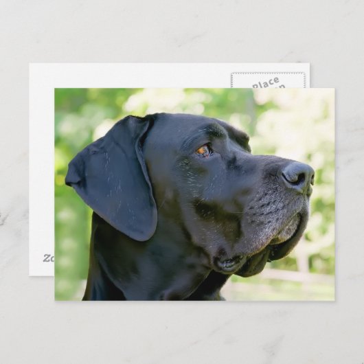 Great Dane Briefkaart (Voorkant / Achterkant)