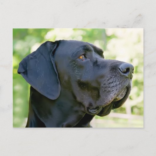 Great Dane Briefkaart (Voorkant)