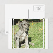 Great Dane Briefkaart (Voorkant / Achterkant)