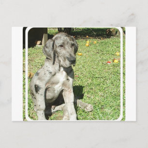 Great Dane Briefkaart