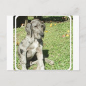 Great Dane Briefkaart (Voorkant)
