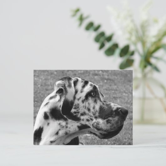 GREAT DANE BRIEFKAART (Staand voorkant)