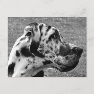 GREAT DANE BRIEFKAART