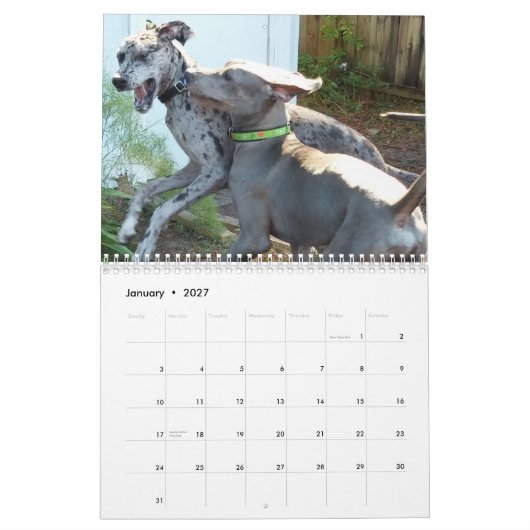 Great Dane Calendar "relaxing through the house" Kalender (Jan 2027)