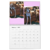 Great Dane Calendar "relaxing through the house" Kalender (Feb 2027)