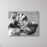 GREAT DANE