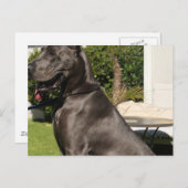 Great Dane Dog Briefkaart (Voorkant / Achterkant)