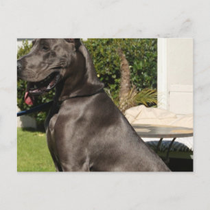 Great Dane Dog Briefkaart