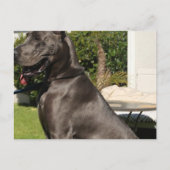Great Dane Dog Briefkaart (Voorkant)