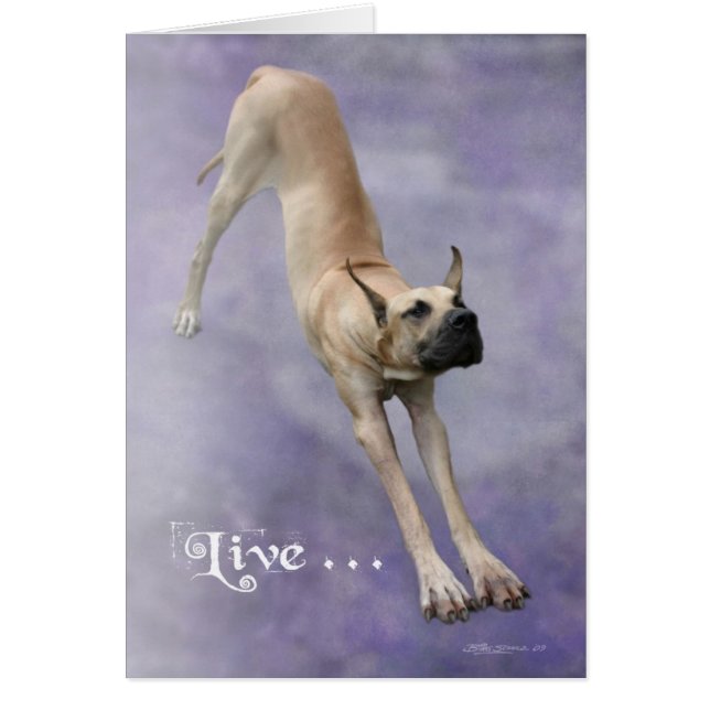 Great Dane 'Duke' (Voorkant)