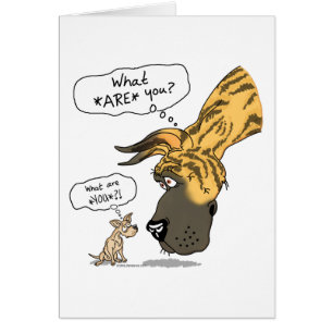 Great Dane en Chihuahua Brindle