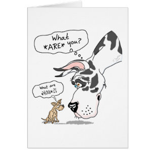 Great Dane en Chihuahua Harlequin