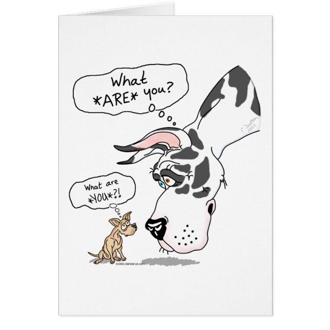 Great Dane en Chihuahua Harlequin (Voorkant)