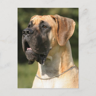 Great Dane - fawn/Deutsche Dogge - gelb Briefkaart