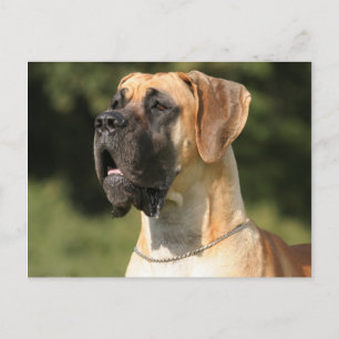 Great Dane - fawn/Deutsche Dogge - gelb Briefkaart