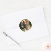 Great Dane - fawn / Deutsche Dogge - gelb Ronde Sticker (Envelop)