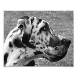 GREAT DANE FOTO AFDRUK