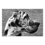 GREAT DANE FOTO AFDRUK (Voorkant)