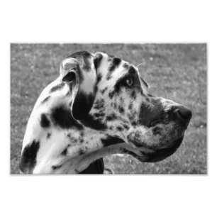 GREAT DANE FOTO AFDRUK