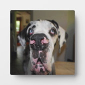 Great Dane Foto Plaat (Voorkant)
