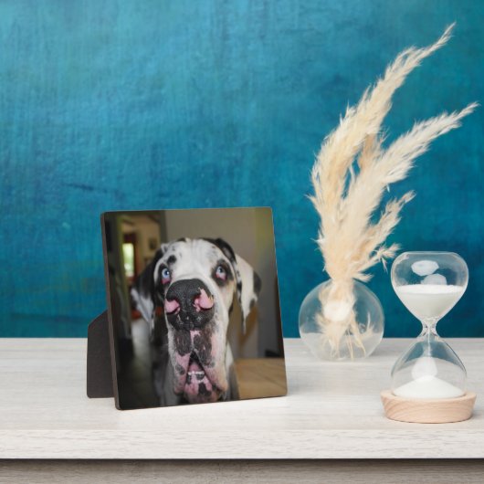 Great Dane Foto Plaat (Insitu)