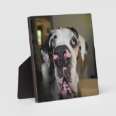 Great Dane Foto Plaat (Voorkant)