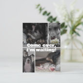 Great Dane fotografie  Briefkaart (Staand voorkant)