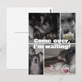 Great Dane fotografie  Briefkaart