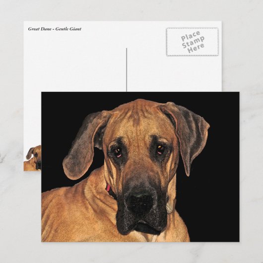 Great Dane Gentle Giant Briefkaart (Voorkant / Achterkant)